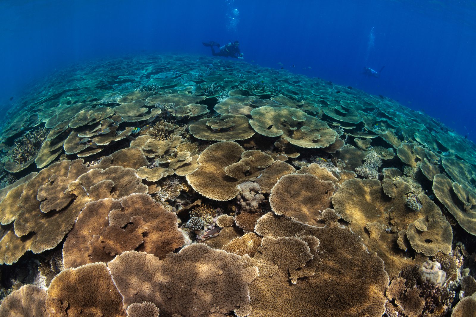 Grey reef sharks at Miyaru Kandu, Vaavu Atoll