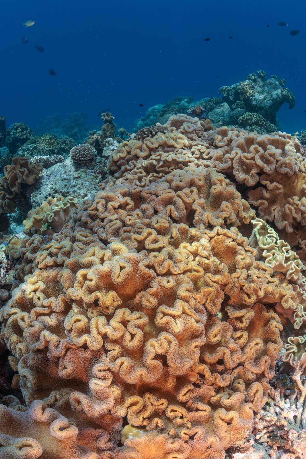 Hawksbill turtle on the reef, Vaavu Atoll