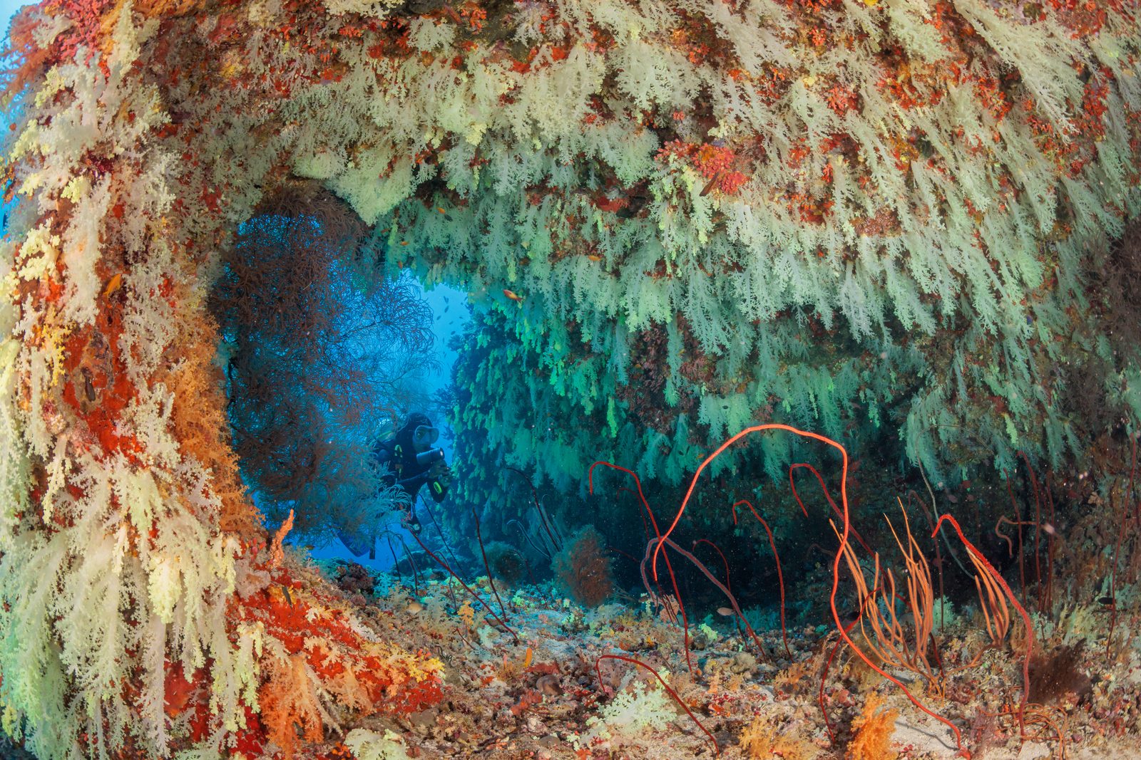 Shipwreck snorkeling