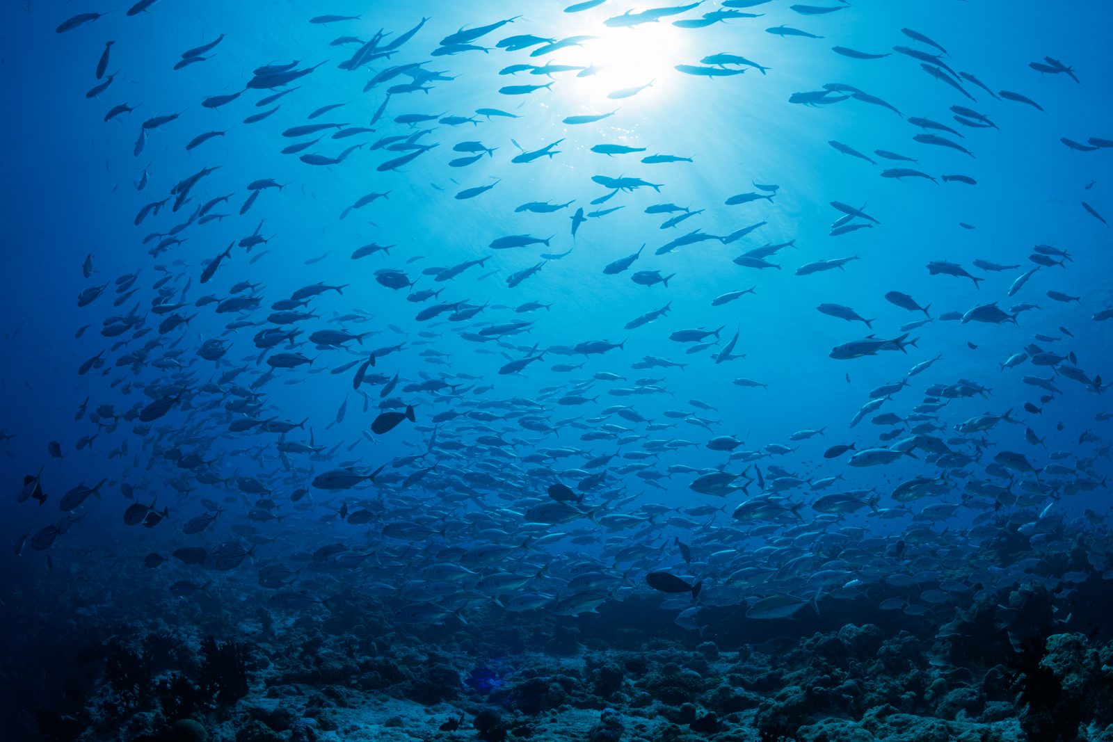 Fotheyo Cave arch — diver silhouetted, Vaavu Atoll