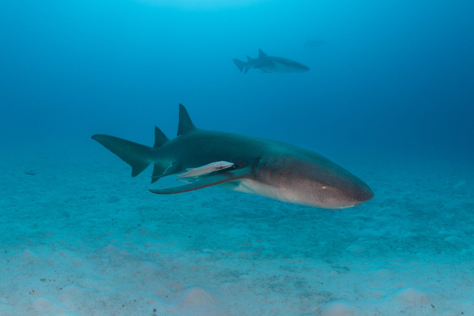 Schooling fusiliers and jacks on the reef