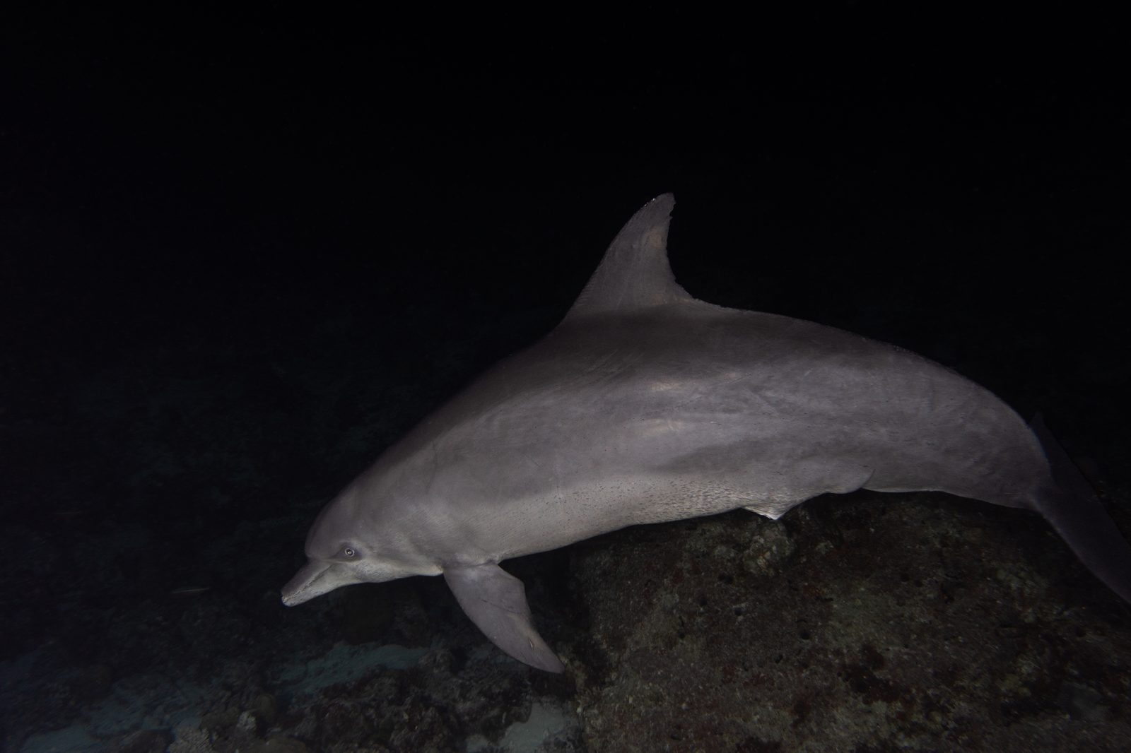 Dolphin in Vaavu Atoll waters