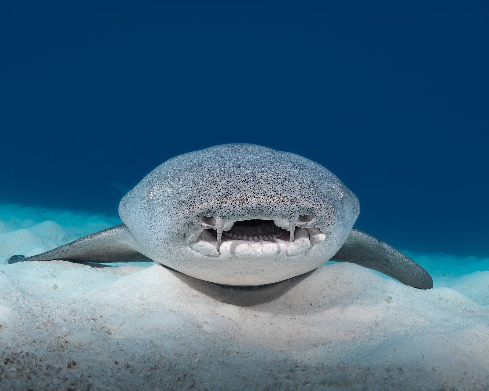 Nurse sharks at Alimathaa Jetty night dive